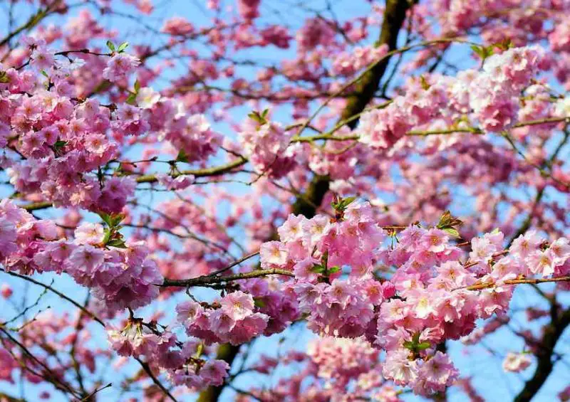 Pink Flowers Names