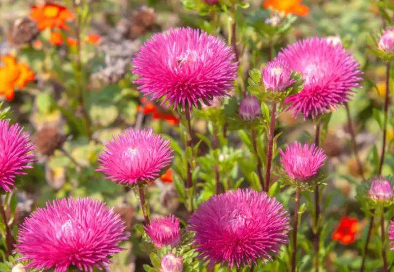 Pink Flowers Names