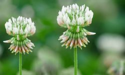 When Does Clover Bloom and How to Extend Its Flowering Season