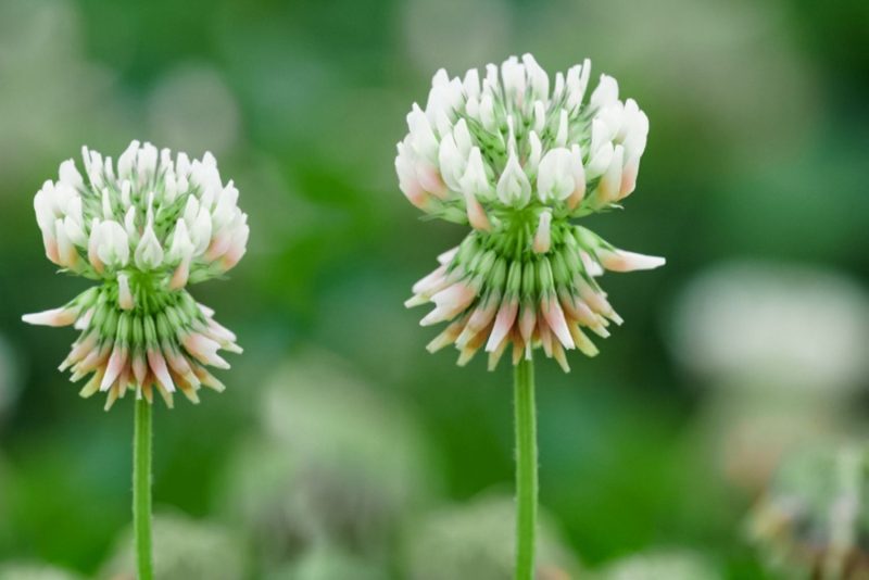 When Does Clover Bloom and How to Extend Its Flowering Season