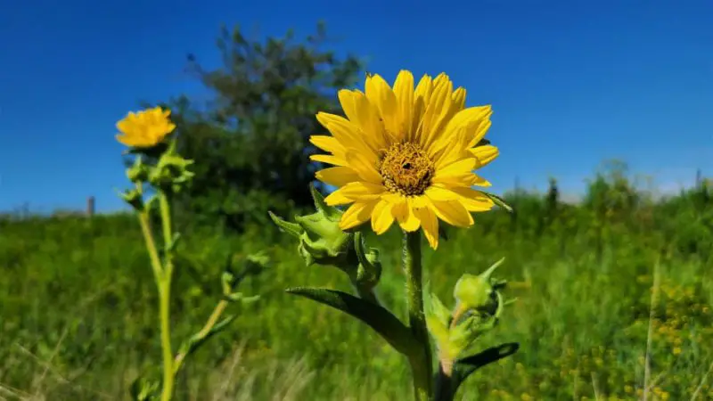 How to Care for Compass Plant in Every Season for Strong Growth