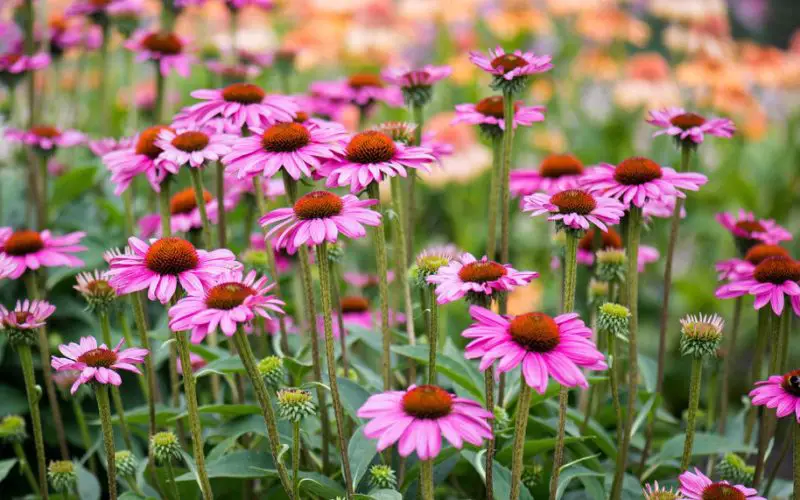 Pink Flowers Names