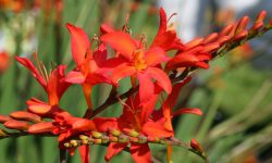 When to Plant Crocosmia Bulbs: Tips for Stunning Summer Blooms