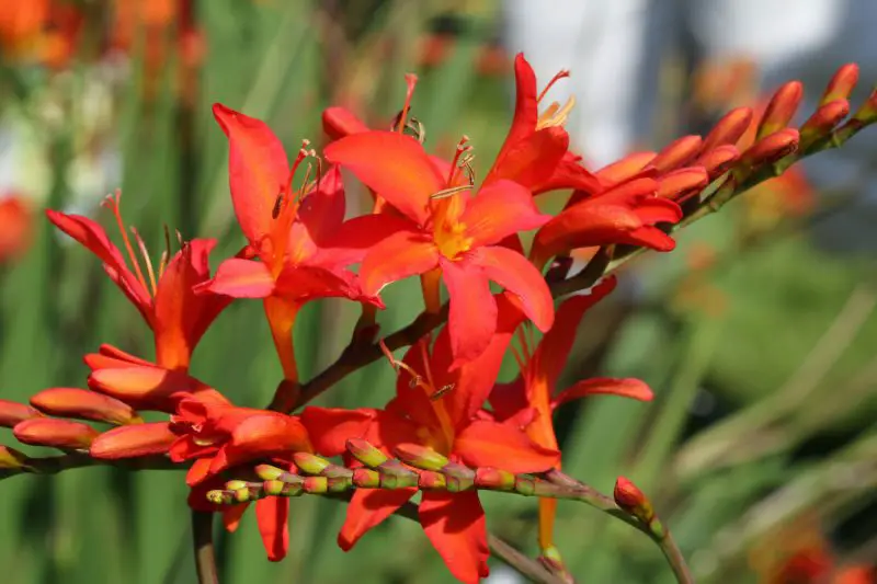When to Plant Crocosmia Bulbs: Tips for Stunning Summer Blooms