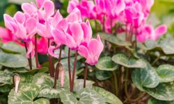 How to Plant Cyclamen for Stunning Winter Blooms in Your Garden