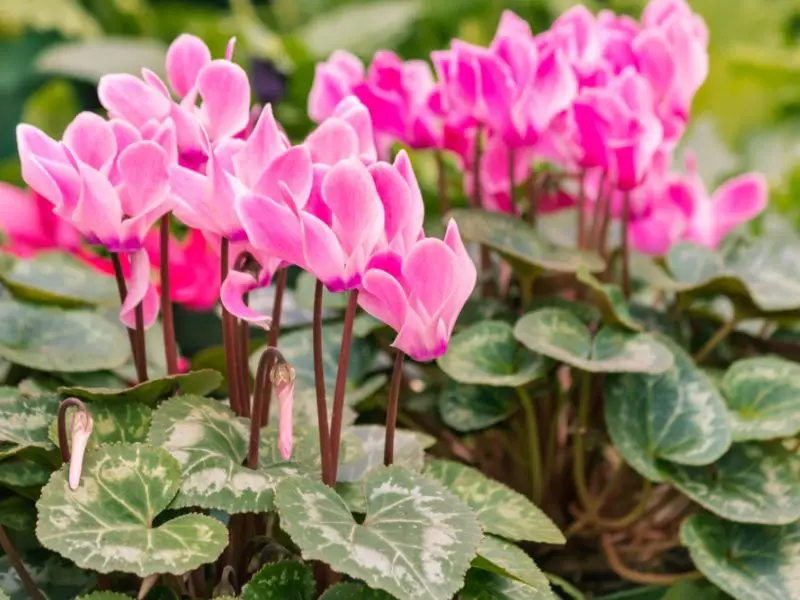 How to Plant Cyclamen for Stunning Winter Blooms in Your Garden