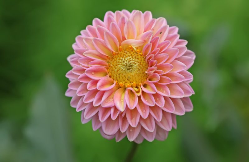Pink Flowers Names