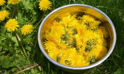 How to Harvest Dandelion Safely and Sustainably in Your Garden