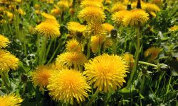 When Do Dandelions Bloom and What It Means for Your Garden