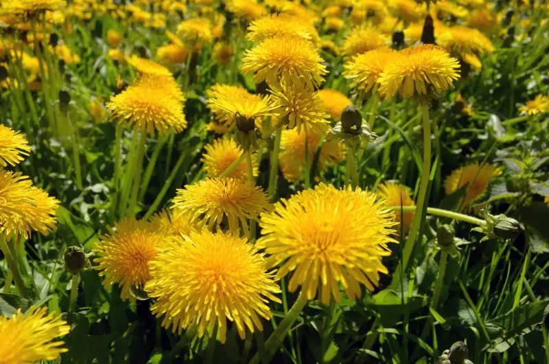 When Do Dandelions Bloom and What It Means for Your Garden