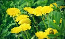 How to Grow Dandelions for Beautiful Bloom and Pollinator Support