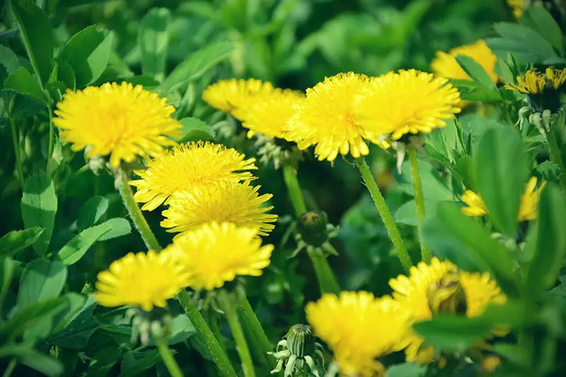 How to Grow Dandelions for Beautiful Bloom and Pollinator Support