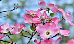 How to Plant Dogwood Trees for Vibrant Blooms and Beauty color