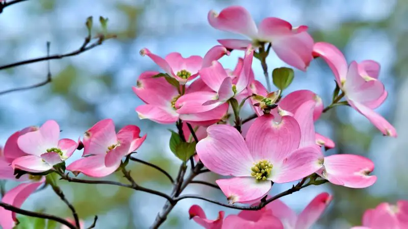 How to Plant Dogwood Trees for Vibrant Blooms and Beauty color