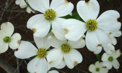 When Do Dogwoods Bloom and Expert Advice for Vibrant Flowers