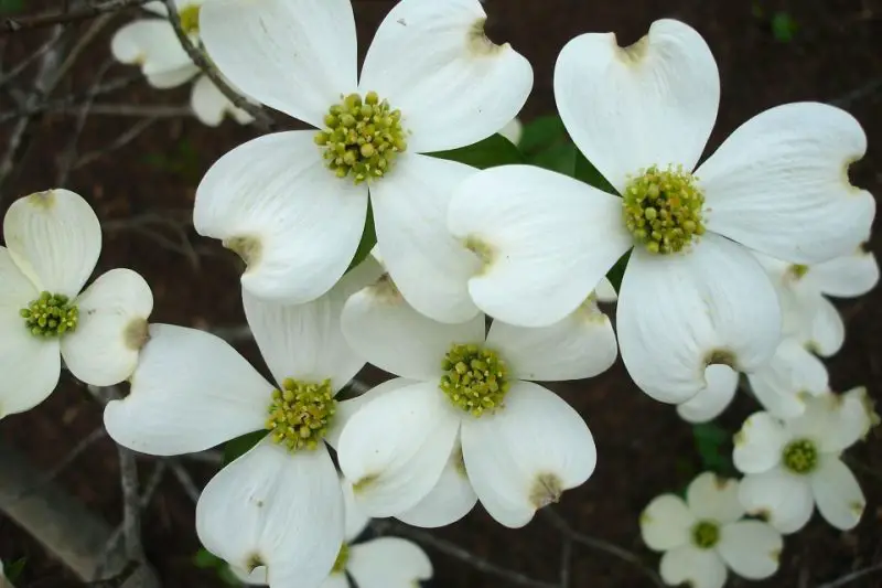 When Do Dogwoods Bloom and Expert Advice for Vibrant Flowers