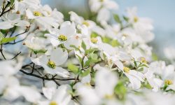 How Fast Do Dogwood Trees Grow: Expert Tips for Healthy Growth