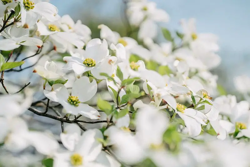 How Fast Do Dogwood Trees Grow: Expert Tips for Healthy Growth