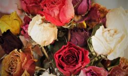 How to Dry Roses at Home: Guide for Perfect Preserved Blooms