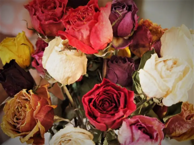 How to Dry Roses at Home: Guide for Perfect Preserved Blooms