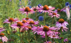 When to Plant Echinacea for Healthy Growth and Stunning Blooms