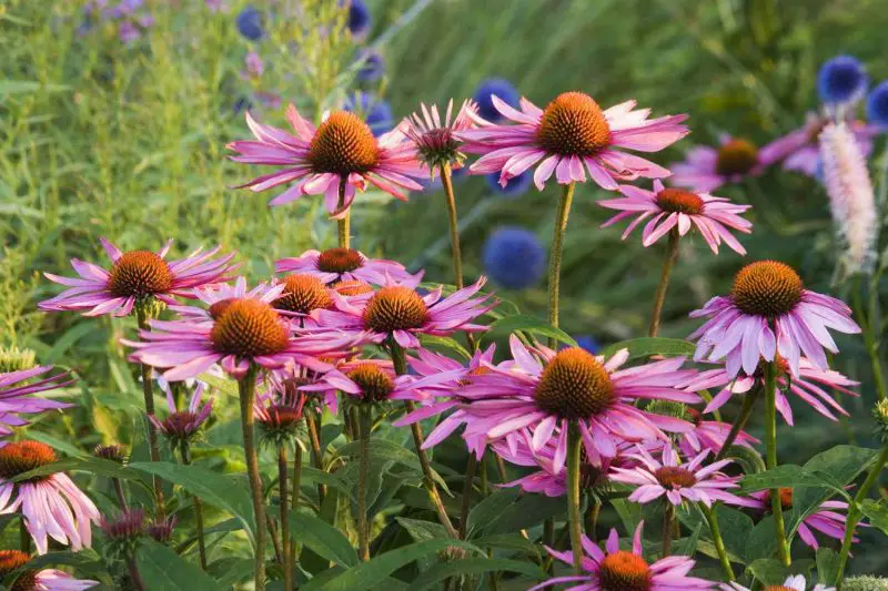 When to Plant Echinacea for Healthy Growth and Stunning Blooms