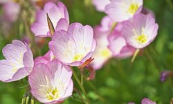 How to Plant Evening Primrose: Expert Tips for a Colorful Garden