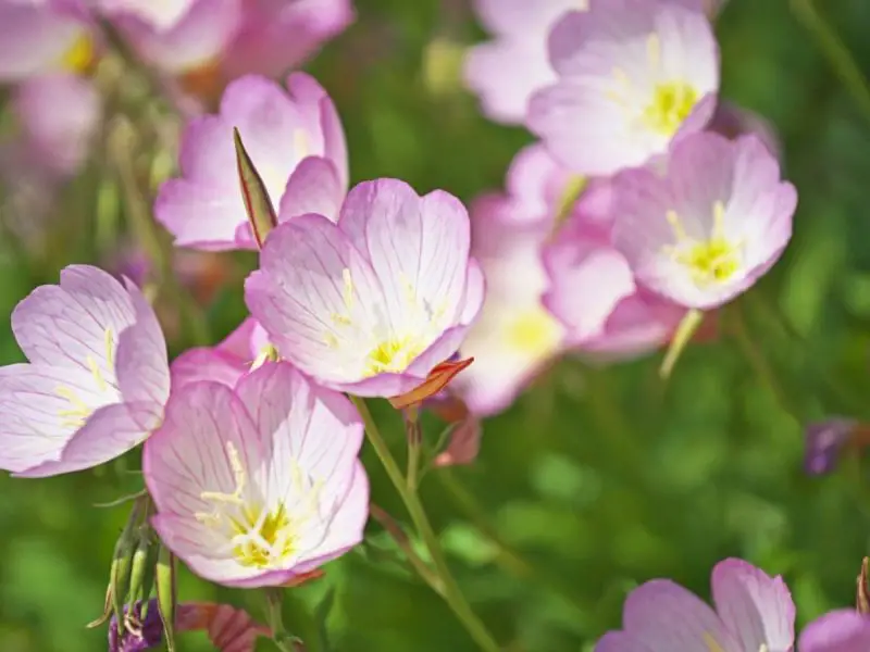 How to Plant Evening Primrose: Expert Tips for a Colorful Garden