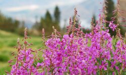 Where Does Fireweed Grow? Tips for Identifying Thriving Locations