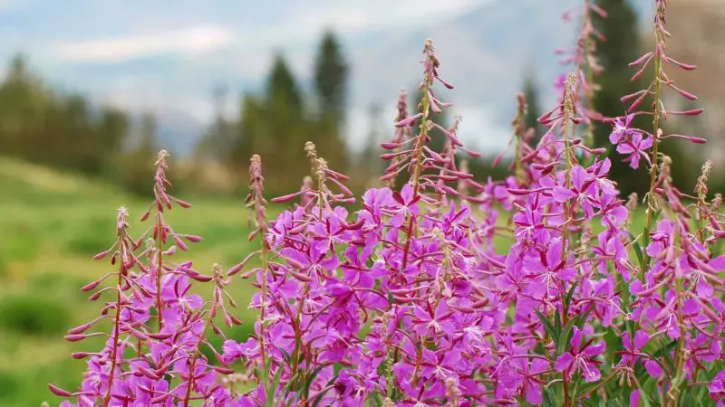 Where Does Fireweed Grow? Tips for Identifying Thriving Locations