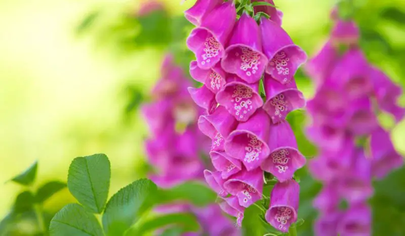 Pink Flowers Names