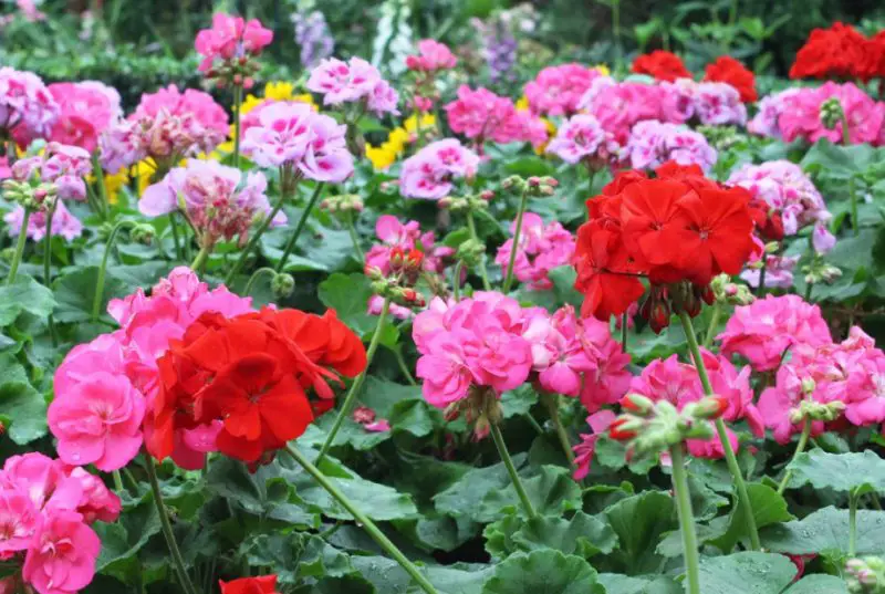 Pink Flowers Names