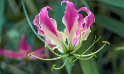How to Care for Gloriosa Lily: Essential Tips for Vibrant Bloomings