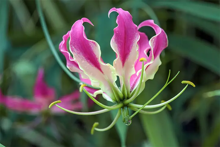 How to Care for Gloriosa Lily: Essential Tips for Vibrant Bloomings
