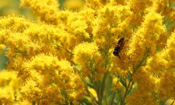When Does Goldenrod Bloom? Simple Guide for Seasonal Beauty