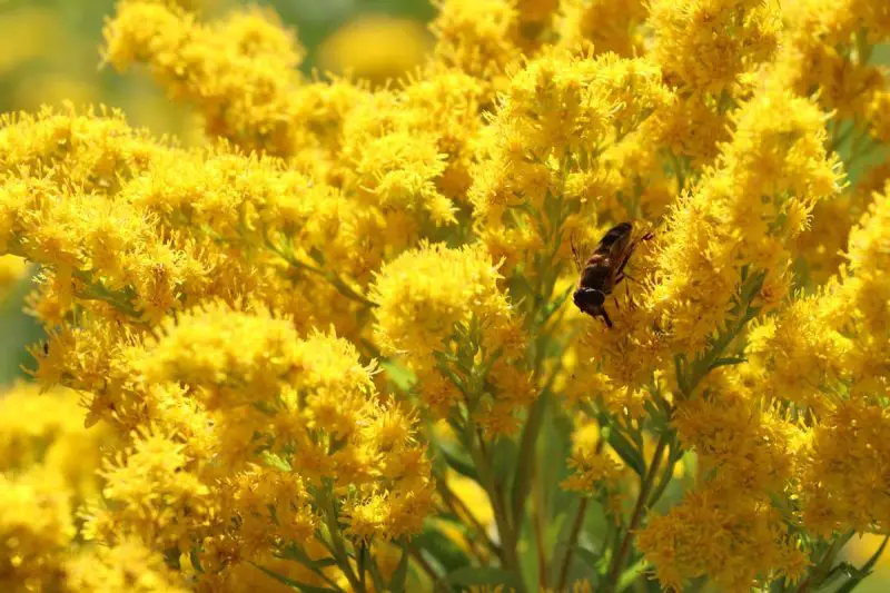 When Does Goldenrod Bloom? Simple Guide for Seasonal Beauty