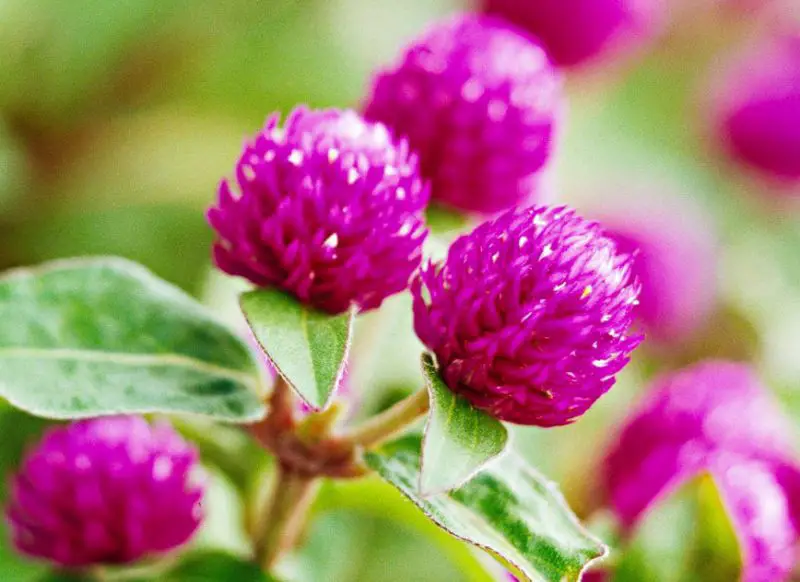 Pink Flowers Names