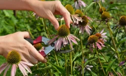 How to Harvest Echinacea: Tips for Maximum Flavor and Potency