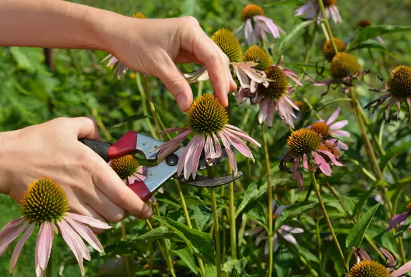 How to Harvest Echinacea: Tips for Maximum Flavor and Potency