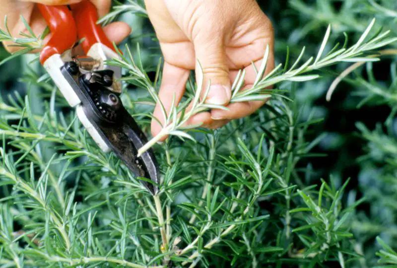 How to Harvest Rosemary: Tips for Maximum Flavor and Fragrance