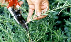 How to Harvest Rosemary: Tips for Maximum Flavor and Fragrance