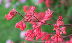 How to Grow Heuchera: Essential Tips for Vibrant Foliage All Year