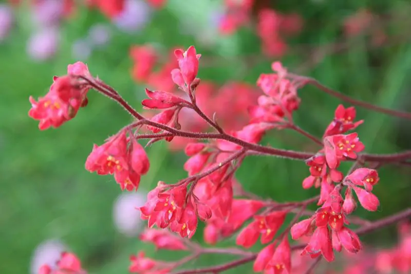 How to Grow Heuchera: Essential Tips for Vibrant Foliage All Year