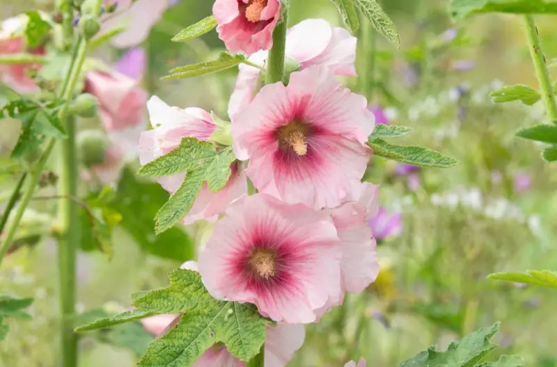 Pink Flowers Names