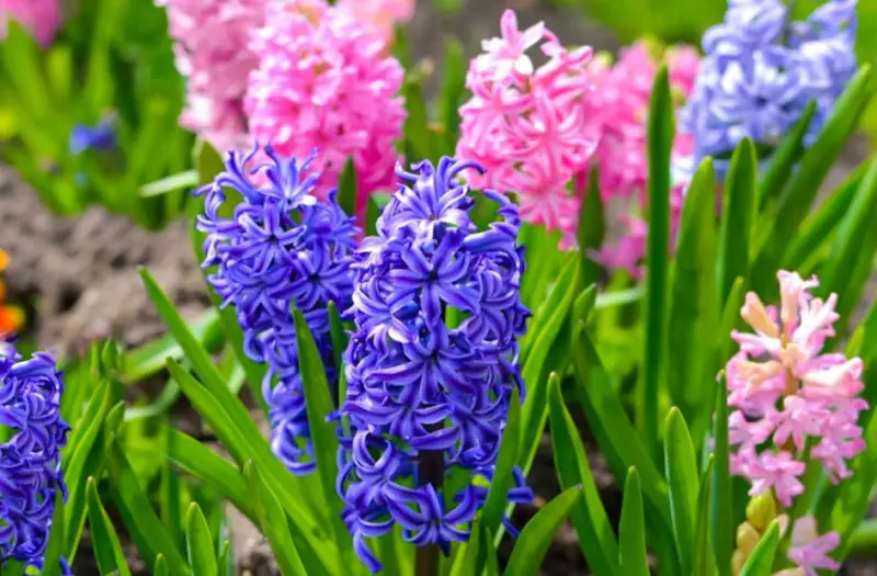 Pink Flowers Names
