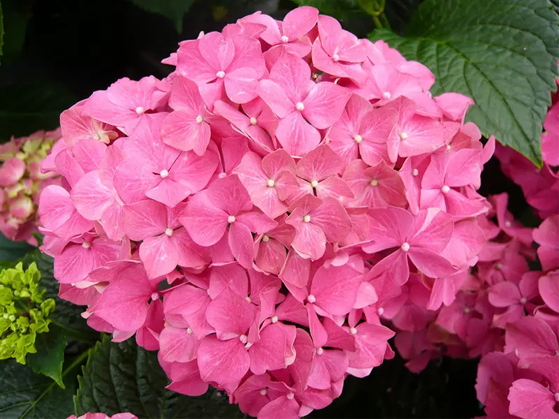 Pink Flowers Names