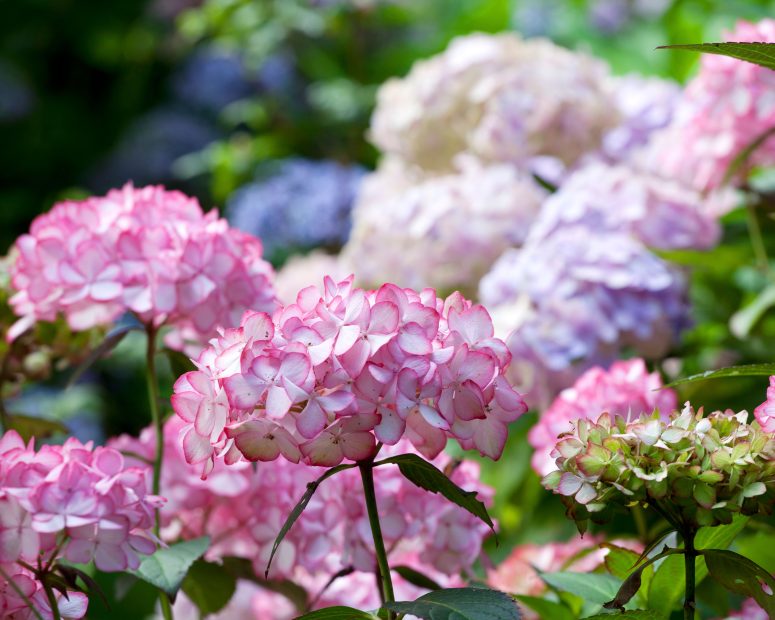 How Long Do Hydrangeas Bloom? Expert Tips for Maximum Bloom