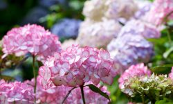 How Long Do Hydrangeas Bloom? Expert Tips for Maximum Bloom
