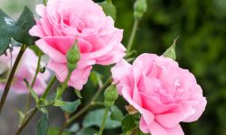 How to Keep Roses Last Longer: Simple Tips for Beautiful Blooms