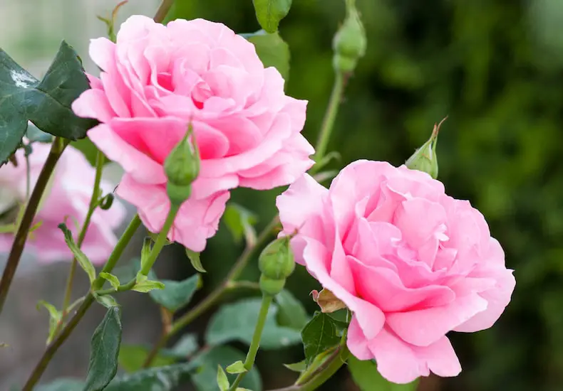 How to Keep Roses Last Longer: Simple Tips for Beautiful Blooms